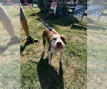 Small #10 American Pit Bull Terrier Mix