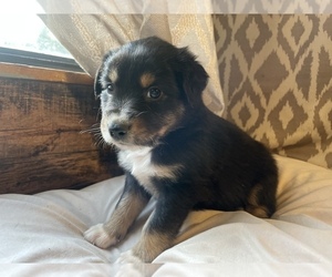 Australian Shepherd Puppy for sale in DRUMMONDS, TN, USA