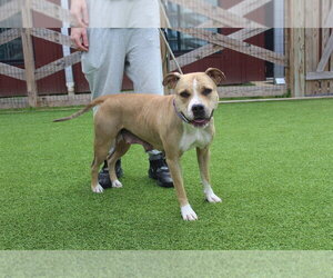 Sugar - Female Mutt Dog for Adoption - Photo #4