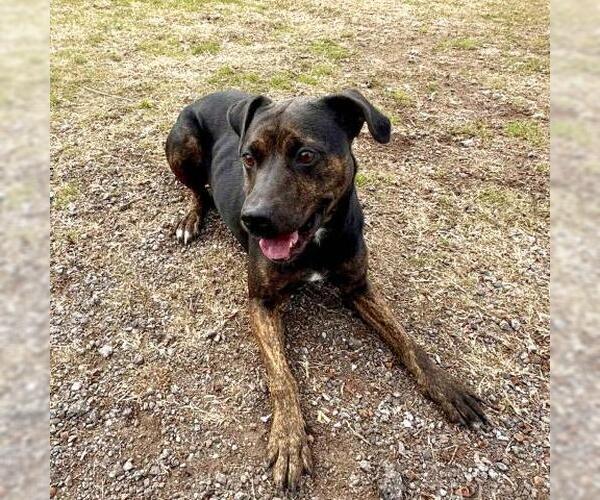 Medium Photo #2 Mutt Puppy For Sale in Conroe, TX, USA