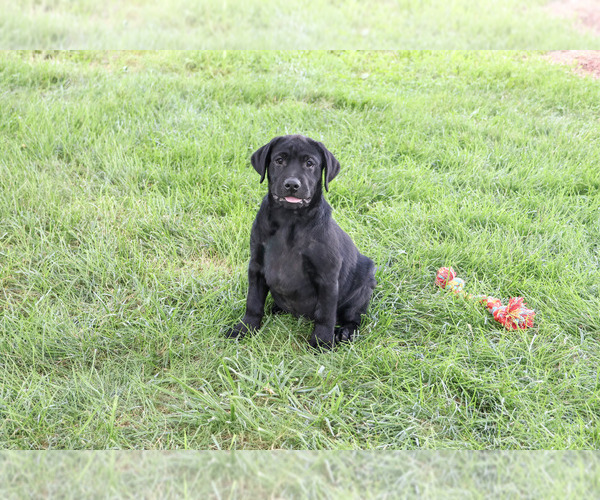 Medium Photo #5 Labrador Retriever Puppy For Sale in SYRACUSE, IN, USA