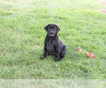 Small #4 Labrador Retriever