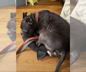 Tammy **Courtesy Post** - Female Mutt Dog for Adoption - Photo #2