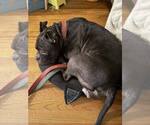Small Photo #2 Mutt Puppy For Sale in Elmsford, NY, USA