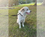 Small #1 Great Pyrenees