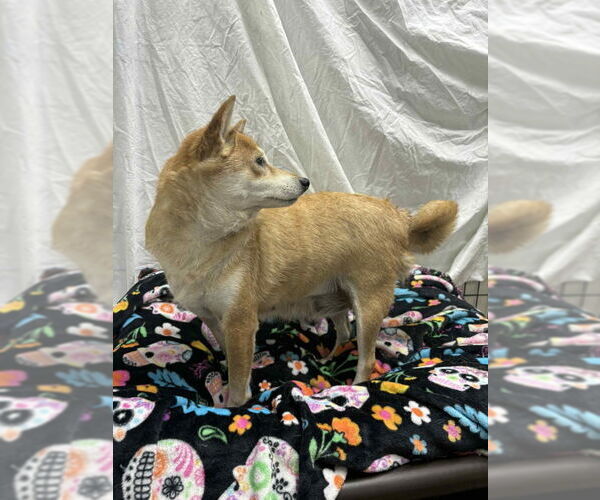 Medium Photo #3 Shiba Inu Puppy For Sale in Mukwonago, WI, USA