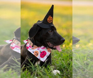 Winnie - Female Great Dane Dog for Adoption - Photo #3