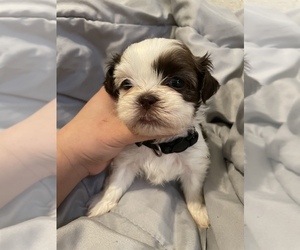 Shih Tzu Puppy for sale in VISALIA, CA, USA