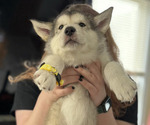 Puppy Yellow Alaskan Malamute