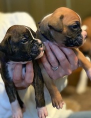Boxer Puppy for sale in GRAYSON, GA, USA