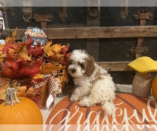 Medium Photo #6 Cavapoo Puppy For Sale in FULTON, KS, USA