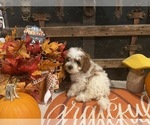 Small #5 Cavapoo