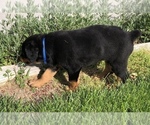 Small #8 Rottweiler