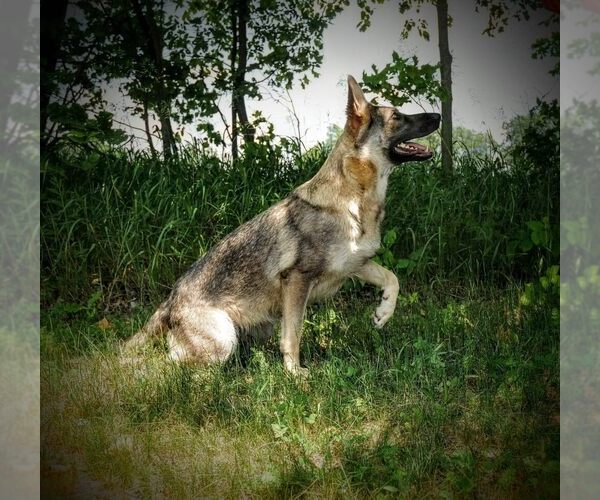 Medium Photo #1 German Shepherd Dog Puppy For Sale in LITCHFIELD, MI, USA