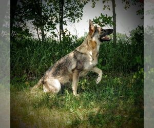 Mother of the German Shepherd Dog puppies born on 08/14/2026