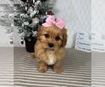 Small #4 Cavapoo (Miniature)