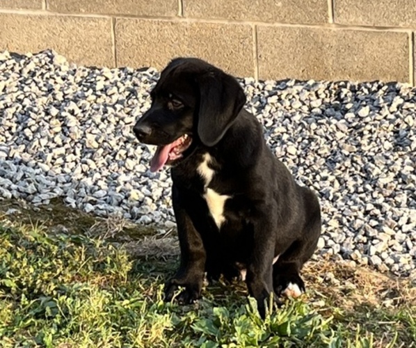Medium Photo #1 Bernese Mountain Dog-Labrador Retriever Mix Puppy For Sale in LISBON, OH, USA