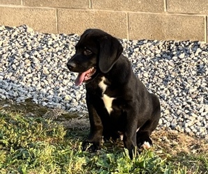 Bernese Mountain Dog-Labrador Retriever Mix Puppy for Sale in LISBON, Ohio USA