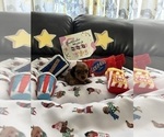 Puppy Red Sable Dachshund