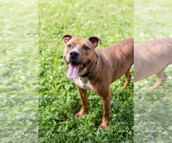 Medium Photo #4 American Pit Bull Terrier-Unknown Mix Puppy For Sale in Crete, IL, USA