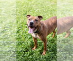 Small #3 American Pit Bull Terrier Mix