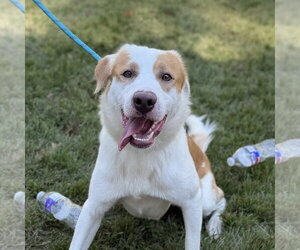 Australian Shepherd Dogs for adoption in Yardley, PA, USA