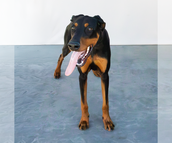 Medium Photo #2 Doberman Pinscher Puppy For Sale in Pasadena, CA, USA
