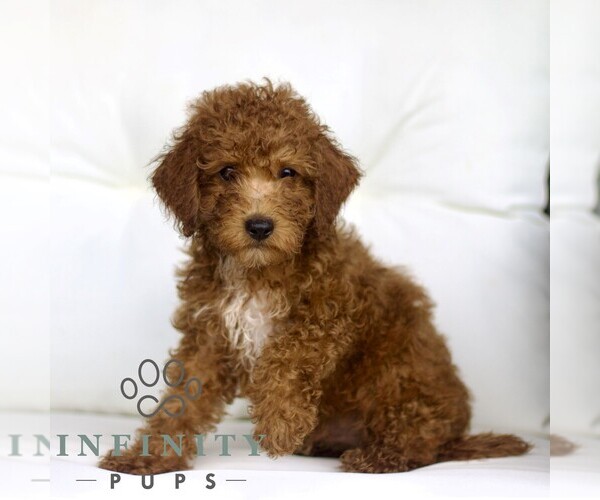 Medium Photo #2 Poodle (Toy) Puppy For Sale in LANCASTER, PA, USA