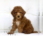 Small #1 Poodle (Toy)