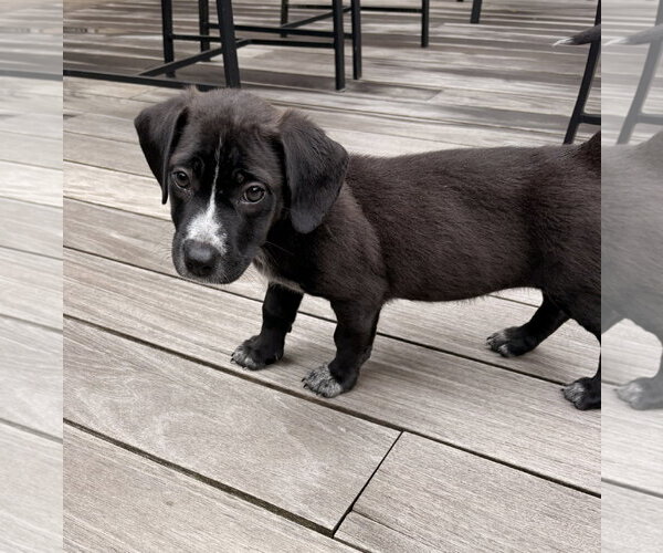 Medium Photo #1 Bulldog-Labrador Retriever Mix Puppy For Sale in Tarrytown, GA, USA