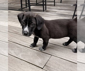 Bulldog-Labrador Retriever Mix Dogs for adoption in Tarrytown, GA, USA