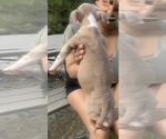 Small Photo #7 American Bully Puppy For Sale in LAKE STATION, IN, USA