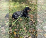 Small Photo #8 Rottweiler Puppy For Sale in COLUMBIA, TN, USA