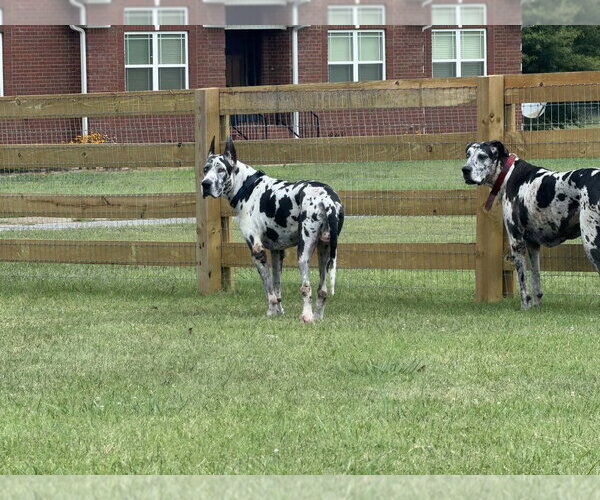 Medium Photo #5 Great Dane Puppy For Sale in Bullard, TX, USA