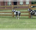 Small #4 Great Dane
