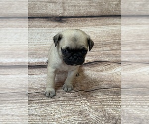 Pug Puppy for sale in BRIDGEPORT, CT, USA