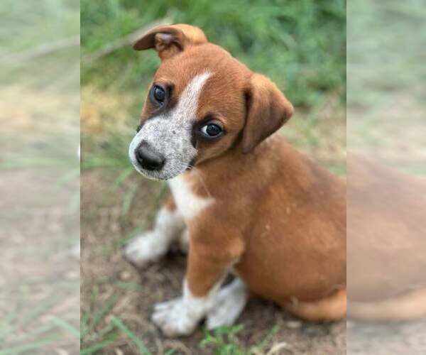 Medium Photo #5 Mutt Puppy For Sale in Glen Haven, WI, USA