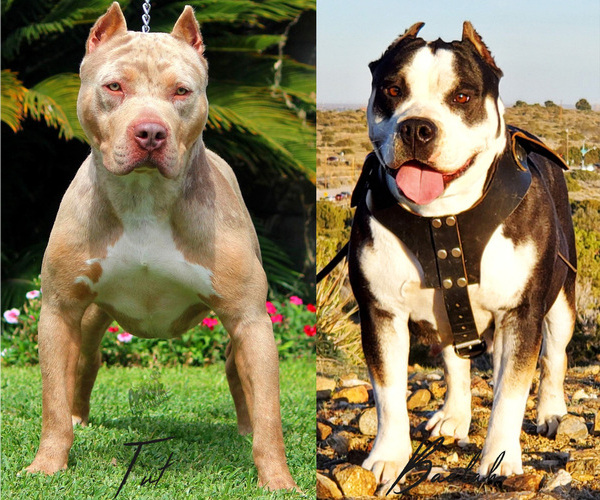 Medium Photo #11 American Bully Puppy For Sale in PALMDALE, CA, USA