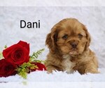 Image preview for Ad Listing. Nickname: Dani