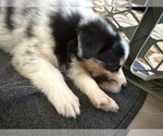 Small Photo #21 Australian Shepherd Puppy For Sale in GREER, SC, USA