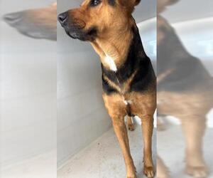 Beagle-Unknown Mix Dogs for adoption in Houston, TX, USA