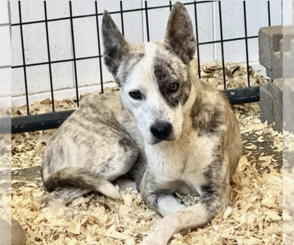 Medium Photo #2 Boxer-Unknown Mix Puppy For Sale in Williamsburg, NM, USA