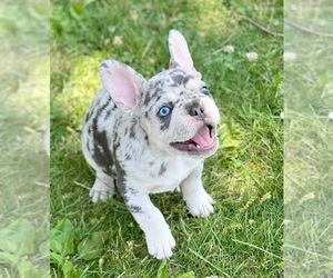 French Bulldog Puppy for sale in FOX LAKE, IL, USA
