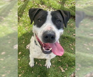 Ketchup - Male American Pit Bull Terrier-American Staffordshire Terrier Mix Dog for Adoption - Photo #2