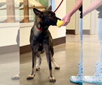 Small #1 German Shepherd Dog Mix