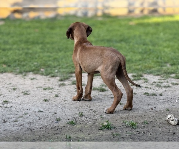 Medium Photo #6 Labrador Retriever-Rhodesian Ridgeback Mix Puppy For Sale in FRESNO, CA, USA