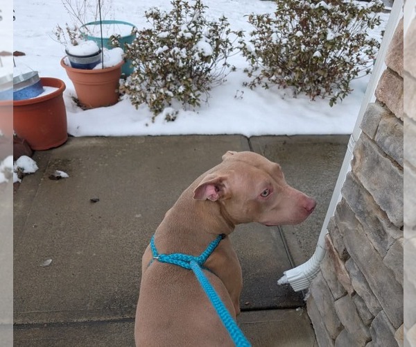 Medium Photo #25 American Staffordshire Terrier-Staffordshire Bull Terrier Mix Puppy For Sale in Holly Springs, NC, USA