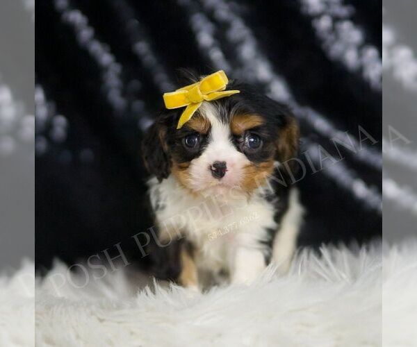 Medium Photo #1 Cavalier King Charles Spaniel Puppy For Sale in WARSAW, IN, USA