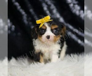 Cavalier King Charles Spaniel Puppy for sale in WARSAW, IN, USA