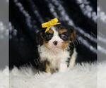 Small Cavalier King Charles Spaniel